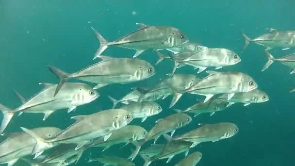 Школа Бігових Риб Повільно Рухаються Або Caranx Sexfasciatus Морське Життя — стокове відео