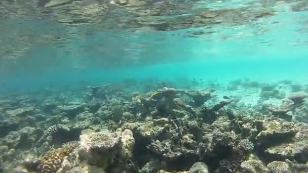 Dois Coloridos Cirurgiões Azuis Peixes Entre Corais Azul Tang Acanthurus — Vídeo de Stock