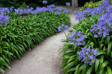 Bahçedeki patikada agapanthus mavi çiçekleri var. Nil 'li Lily ya da Afrika zambağı çiçekleri.