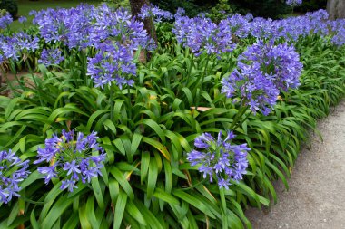 Bahçedeki Agapanthus mavi çiçekleri. Nil Zambağı ya da Afrika zambağı çiçekleri.
