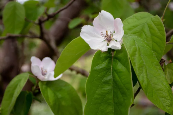 Quince Cydonia Oblonga Branches Pale Pink Flowers Green Leaves Garden — Stock Photo, Image