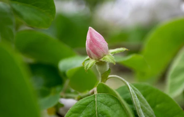 Quince Cydonia Oblonga Pale Pink Flower Bud Green Leaves Garden — Stock Photo, Image