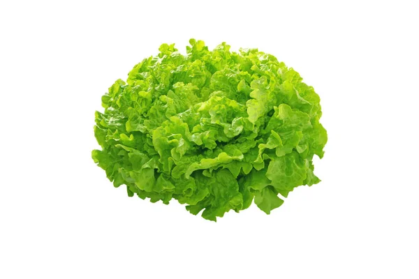 Batavia Cabeça Salada Alface Verde Isolado Branco Vegetais Folhosos Francês — Fotografia de Stock