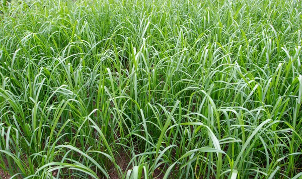 亚洲水稻种植园 外地的Oryza Sativa植物 — 图库照片