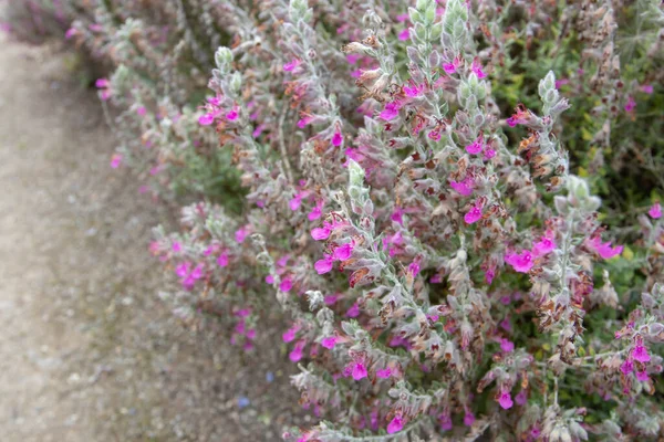 Cat Thyme Kitty Crack Flowering Plants Pink Flowers Teucrium Marum — Stock Photo, Image