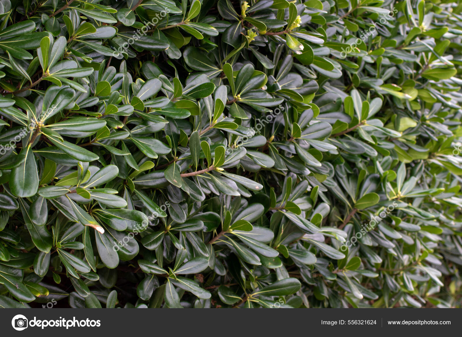 刺槐或澳大利亚月桂植物修剪后的树篱——图库图片© photohampster #556321624