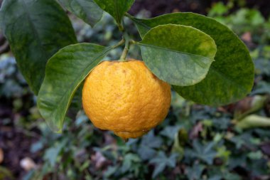 Citrus limettioides veya bahçede olgunlaşmış tatlı limon meyvesi..