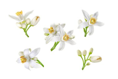 Neroli white flowers and buds set isolated on white. Citrus bloom. Five orange tree blossoms. clipart