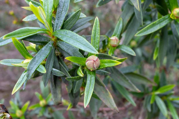 Cistus Ladanifer Labdanum Plant Gum Rockrose Bud Leaves — Stock Photo, Image