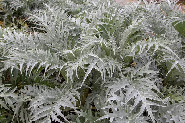 Artichoke Plant Silvery Leaves Cynara Cardunculus — Stock Photo, Image