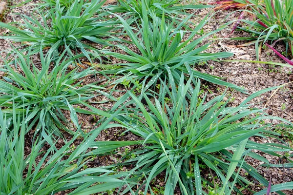 Hafer Oder Avena Sativa Pflanzen Der Bodenbearbeitung — Stockfoto