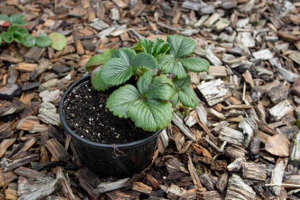 Strawberry Plant Pot Fragaria Ananassa Hybrid Propagation Mustache — Stock Photo, Image