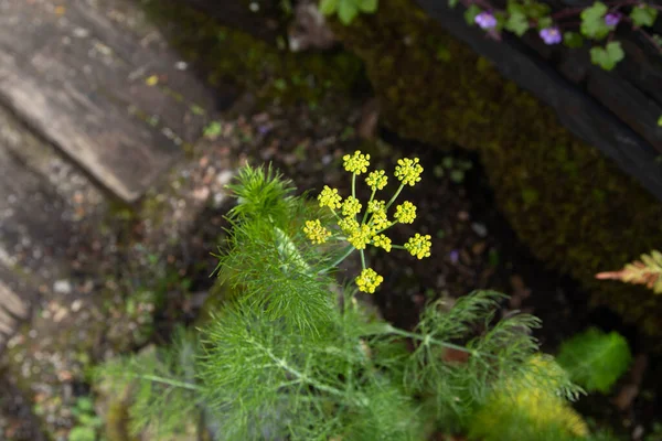 Fennel Flowering Plant Foeniculum Vulgare Leaves Flowers — Stock Photo, Image