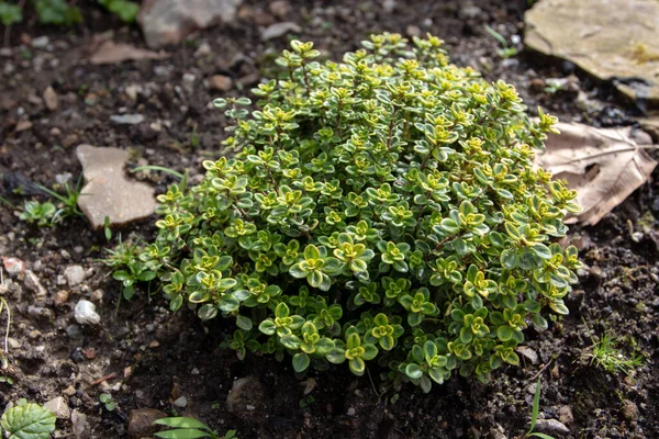 Thymus Citriodorus Kulinářské Byliny Citronový Nebo Citrusový Tymián Dekorativní Keř — Stock fotografie