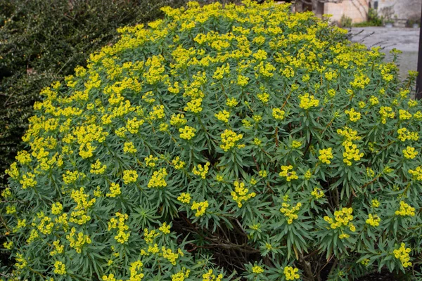 Euphorbia Dendroides Tree Spurge Flowering Succulent Plant Covered Yellow Flowers — Stock Photo, Image