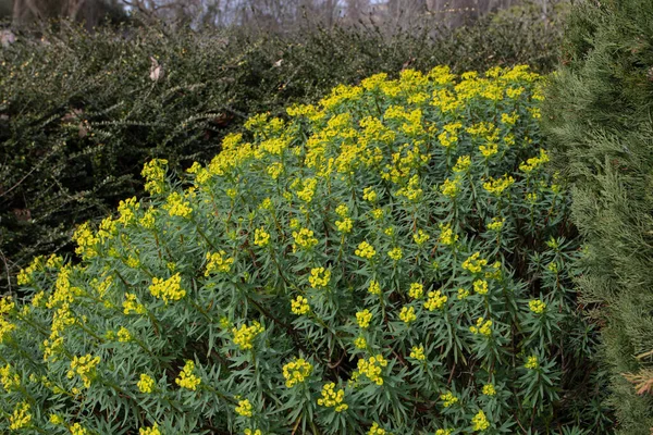 Euphorbia Dendroides Tree Spurge Flowering Succulent Plant Covered Yellow Flowers — Stock Photo, Image