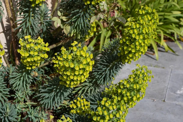 Euphorbia Characias Subsp Wulfenii Mediterranean Spurge Flowering Plant Covered Yellow — Stock Photo, Image