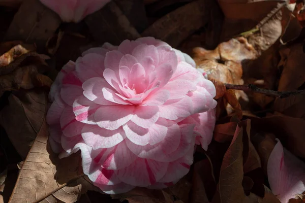 庭には太陽に照らされた淡いピンク色の椿の花が地面にあります 形式二重形式 — ストック写真