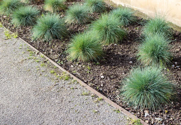 庭のFestuca Glauca観賞用の草 ブルーフェスキュークランプ形成工場 — ストック写真