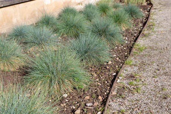 Festuca Glauca Clump Forming 정원에 — 스톡 사진