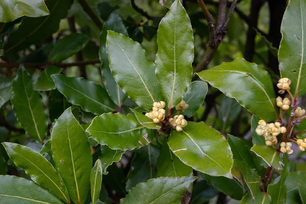 Laurus nobilis or bay tree branch with leaves and flowers.