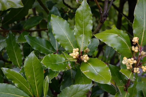 Laurus nobilis ya da yapraklı ve çiçekli defne ağacı dalı.