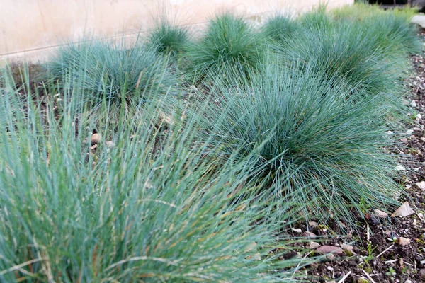Festuca Glauca地面覆盖植物 园中的蓝皮观赏草 — 图库照片