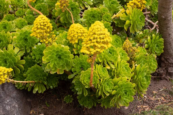 Aeonium Arboreum Tree Aeonium Flowering Plants Yellow Conical Inflorescences — Stock Photo, Image