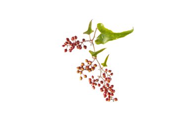 Jamaican or Honduran sarsaparilla branch with leaves and berries. Smilax ornata isolated on white clipart