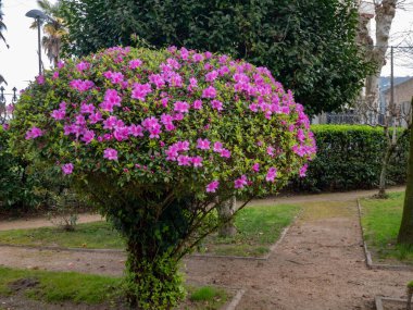 Parkta parlak pembe çiçekli budanmış Azalea bitkisi. Rhododendron tsutsusi.