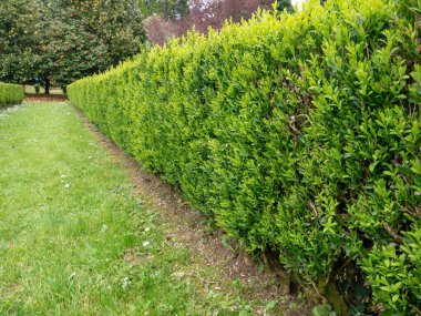 Genel kutu, Buxus sempervirens, Avrupa kutusu veya boxwood parlak yeşil alçak çit