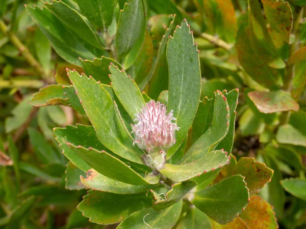 Leucospermum Ibrido Giovane Germoglio Foglie Primo Piano Pianta Della Famiglia — Foto Stock