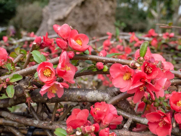 Chaenomeles Japonica Marmelo Japonês Marmelo Maule Flores Primavera Vermelho Brilhante — Fotografia de Stock