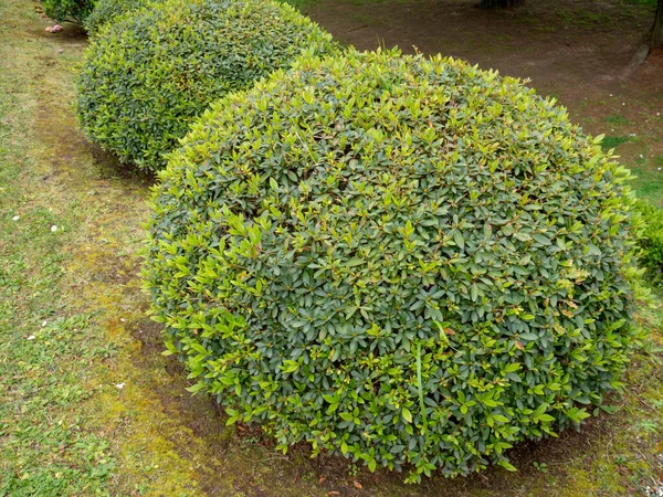 Azalea Ścinała Rośliny Pokryte Pączkami Ogrodzie Rododendron Tsutsusi — Zdjęcie stockowe