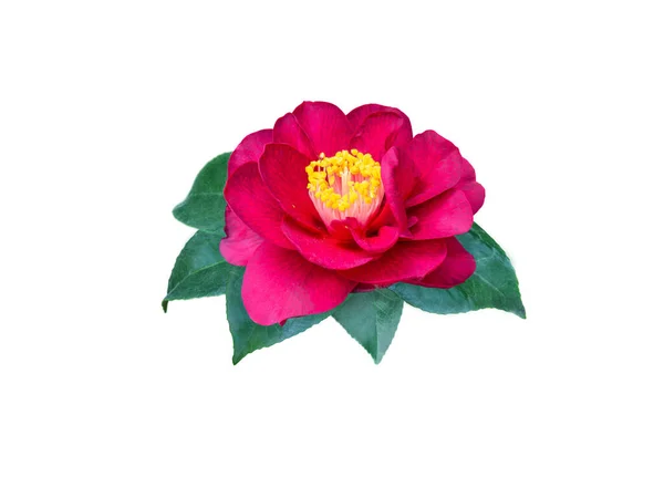 Dark Red Camellia Japonica Double Form Flower Leaves Isolated White — Stock Photo, Image