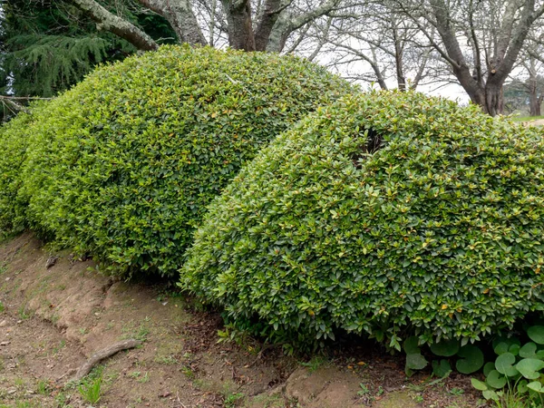 Azalea Ścinała Rośliny Żywopłotu Ogrodzie Rododendron Tsutsusi — Zdjęcie stockowe