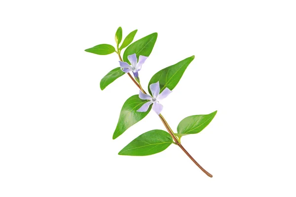 Vinca Planta Menor Rama Periwinkle Con Flores Color Púrpura Hojas — Foto de Stock