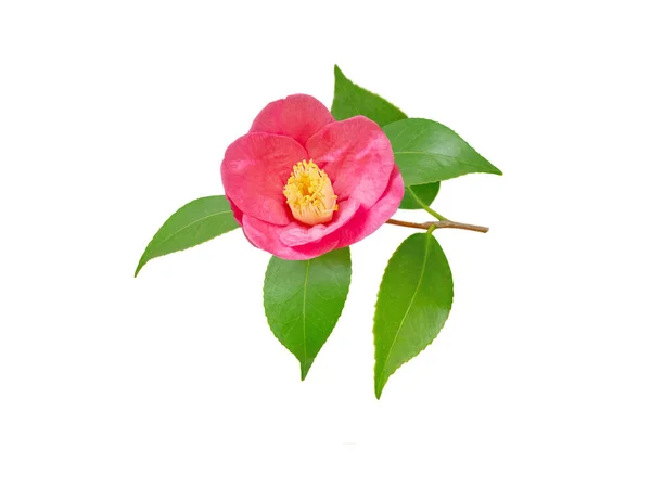 Camellia Merah Muda Japonica Bunga Semi Ganda Dan Daun Terisolasi — Stok Foto