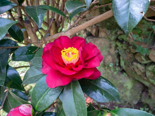 庭には暗赤色の椿が八重咲きです 日本の椿 — ストック写真