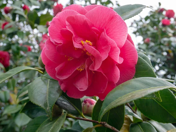 庭にはピンクの椿が八重咲きです 日本の椿 — ストック写真