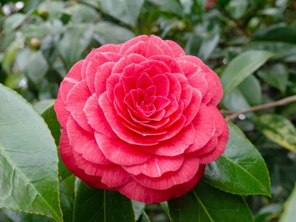 Camelia Japonica Roja Forma Una Flor Jardín Tsubaki Japonés — Foto de Stock