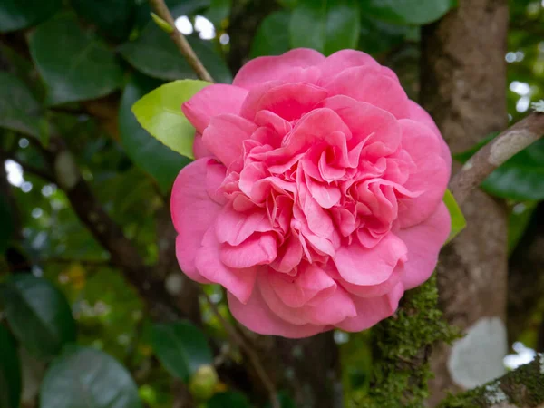 庭にはピンクの椿の牡丹が花を咲かせます 日本の椿 — ストック写真