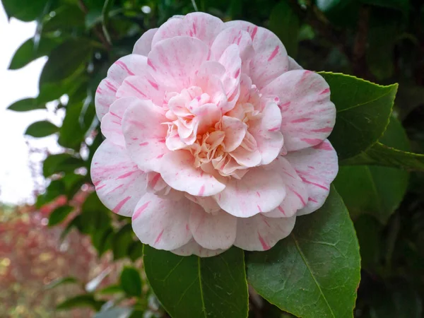 Vit Och Rosa Randig Camellia Japonica Pion Bildar Blomma Trädgården — Stockfoto