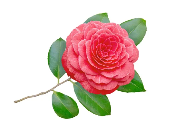 Red Camellia Japonica Rose Form Flower Leaves Isolated White Japanese — Stock Photo, Image