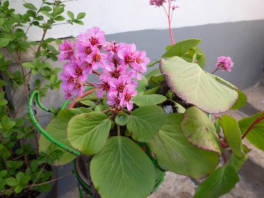 Bergenia crassifolia ya da fil kulaklı saksafon ya da saksıdaki badan çiçekleri.
