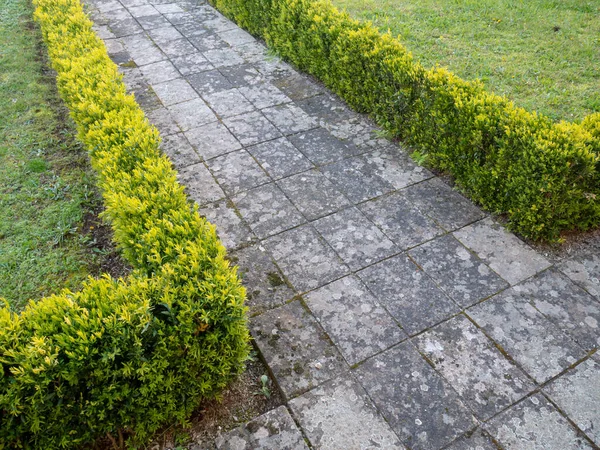 Buxus Sempervirens Wspólne Pudełko Pudełko Europejskie Lub Boks Jasny Zielony — Zdjęcie stockowe