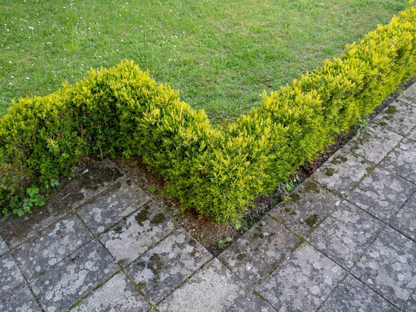 Buxus Sempervirens Wspólne Pudełko Pudełko Europejskie Lub Boks Jasny Zielony — Zdjęcie stockowe