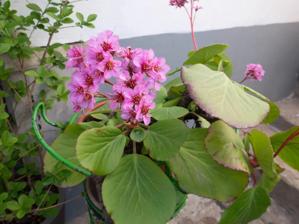 Bergenia crassifolia or elephant-eared saxifrage or badan flowering plant in the pot.