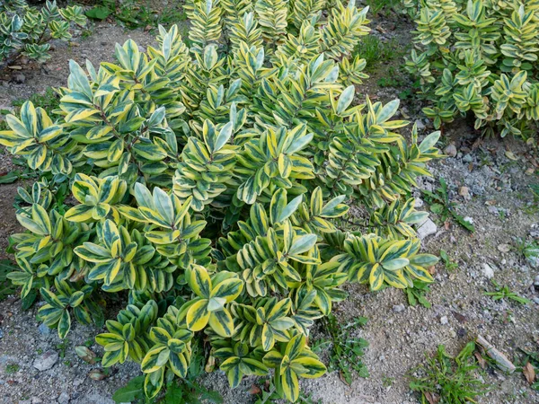 Φυτό Hebe Ποικιλόμορφα Φύλλα Στον Διακοσμητικό Κήπο — Φωτογραφία Αρχείου
