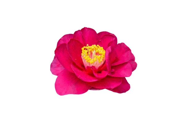 Camellia Japonica Rouge Fleur Double Forme Isolée Sur Blanc Tsubaki — Photo